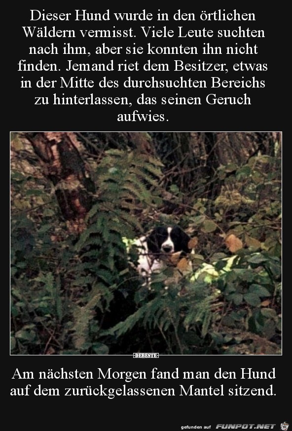 Dieser Hund wurde in den oertlichen Waeldern vermisst...