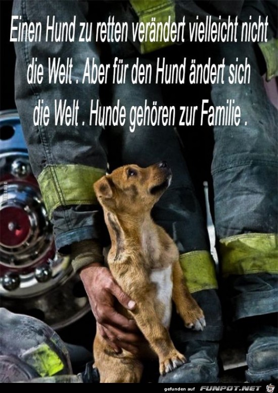 Einen Hund zu retten....