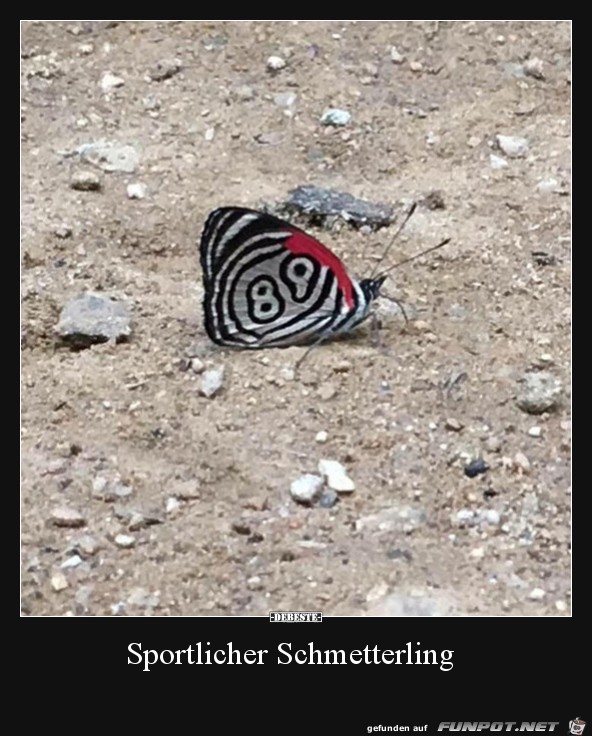 Sportlicher Schmetterling..