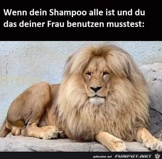 Shampoo alle