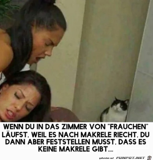 Katze ist entsetzt