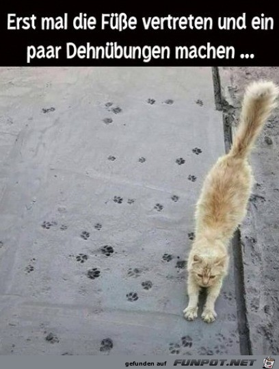 Typisch Katze