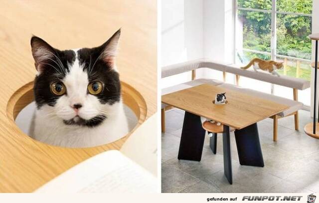Lustiger Tisch mit Katze