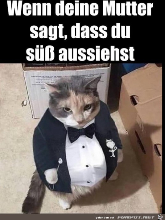 Bser Katzenblick