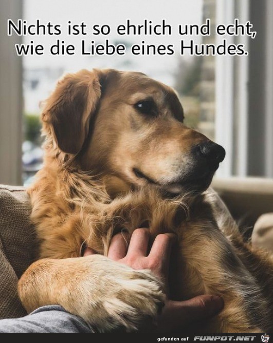 Hunde sind die besten Begleiter