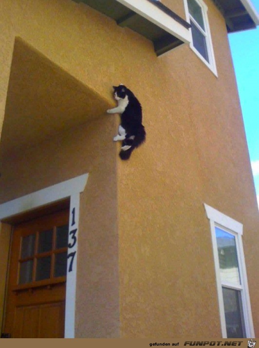 Katze hngt an Hauswand
