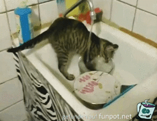 Katze macht den Abwasch
