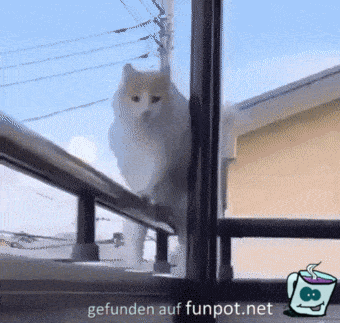 Katze auf Geländer