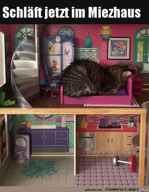 Katze im eigenen Haus