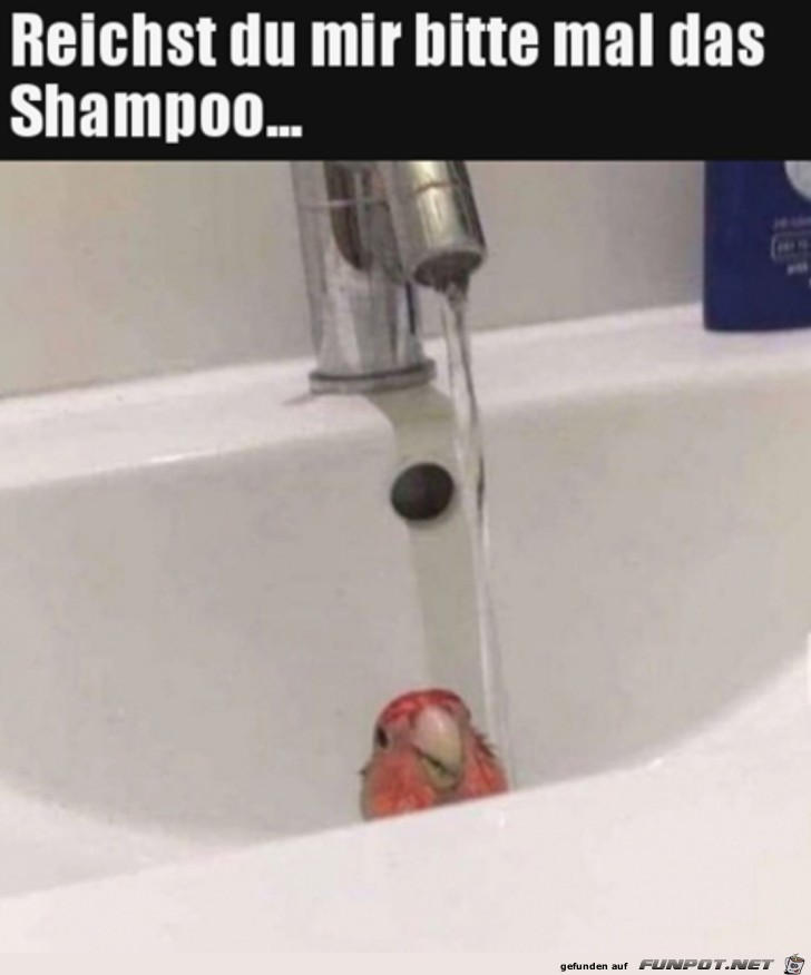 Reich mir mal das Shampoo