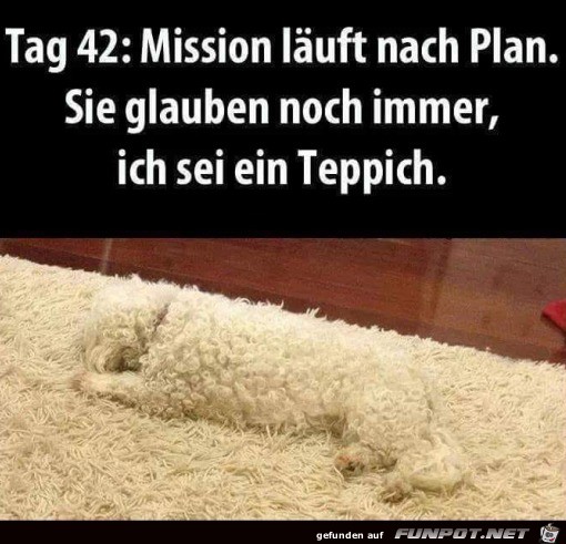 Hund gleicht dem Teppich