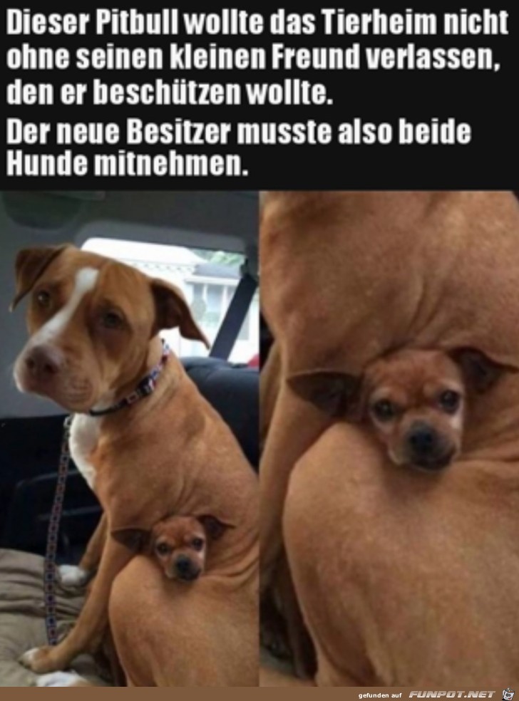 Wie lieb ist das denn