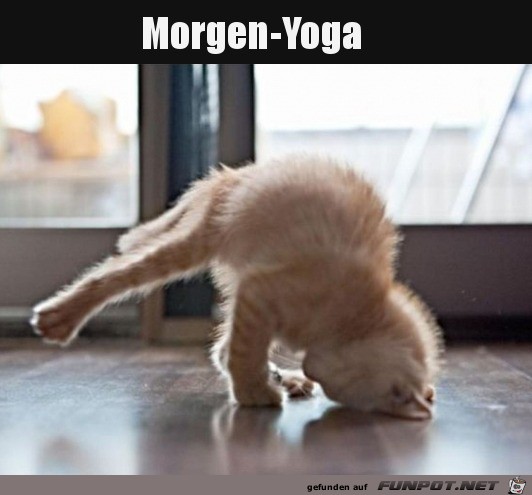 Katzen-Yoga