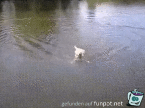 Hund schwimmt wie ein Mensch