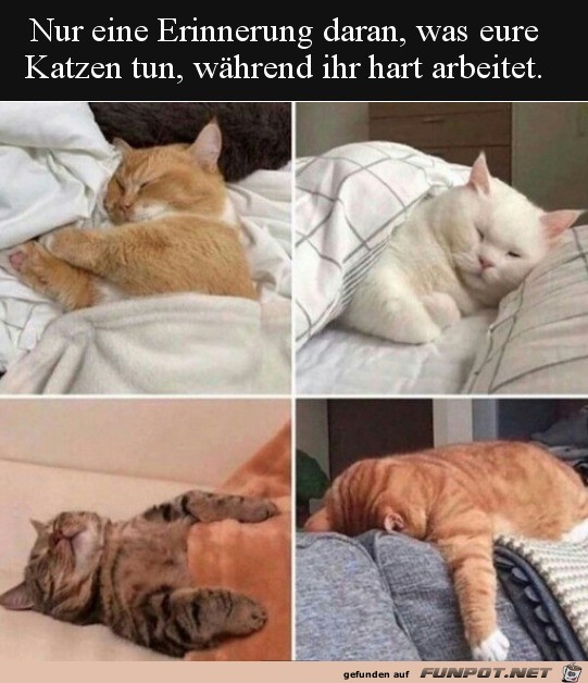 Katzen immer