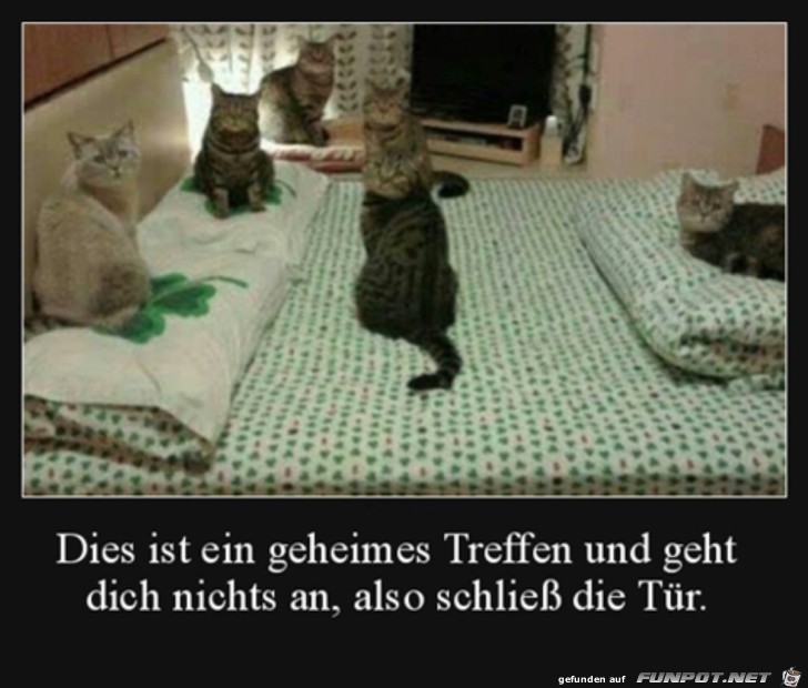 Geheimes Treffen der Katzen