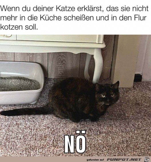 Katze sieht das nicht ein