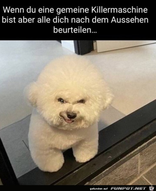 Gefhrlicher Hund