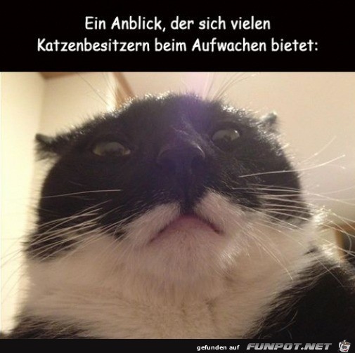 Katze beim Aufwachen