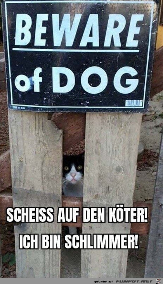 Katze ist gefhrlicher als der Hund