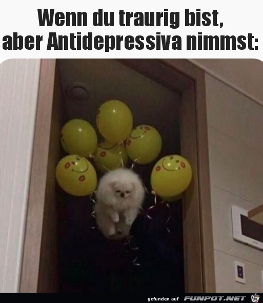 Hund wird aufgeheitert