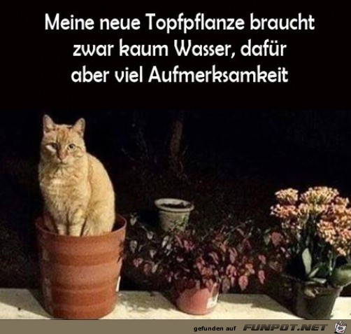 Neue Topfpflanze