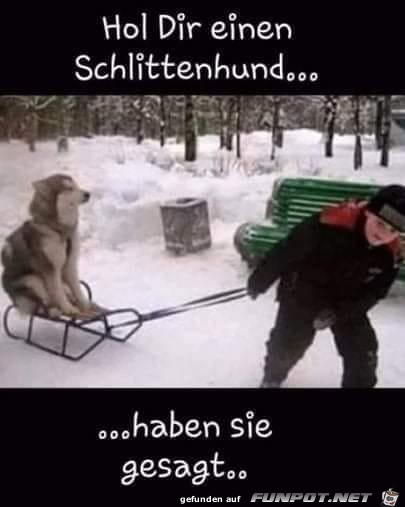 Schlittenhund