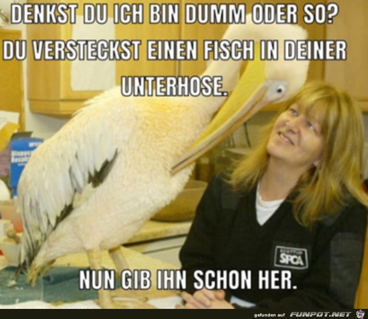 Du versteckst einen Fisch