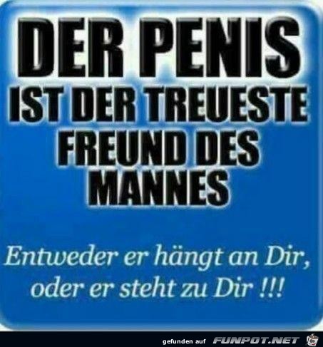 Der Penis