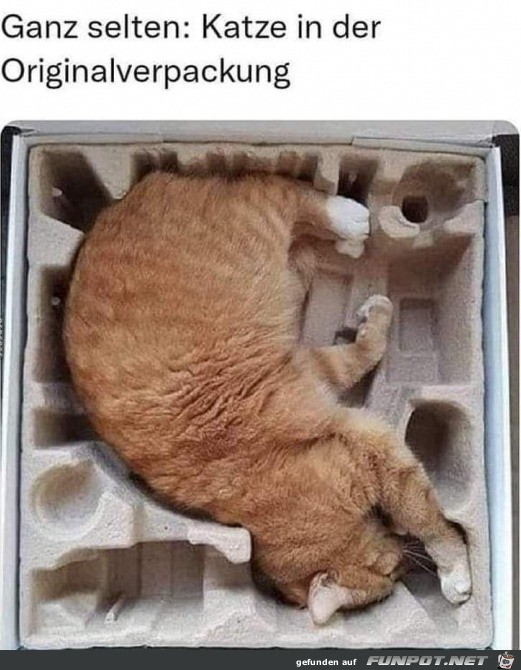 Katze im Original-Karton