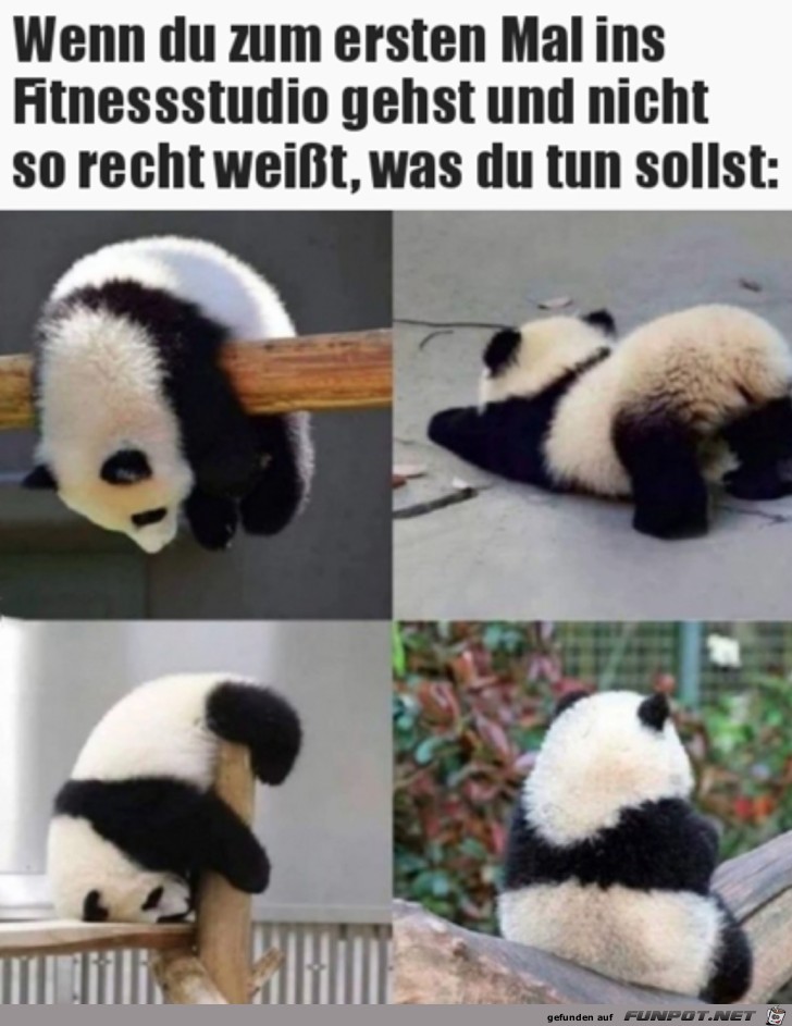 Panda beim Sport