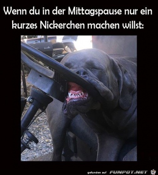 Nur ein kurzes Nickerchen