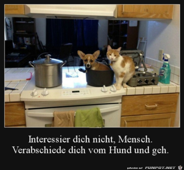 Verabschiede dich vom Hund