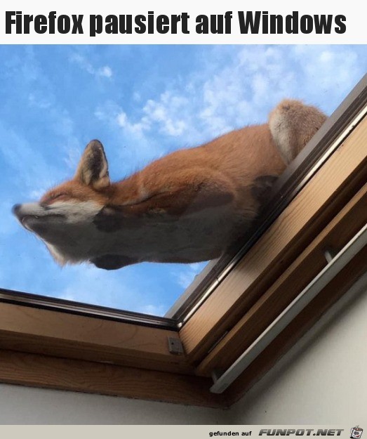 Fuchs auf Dachfenster