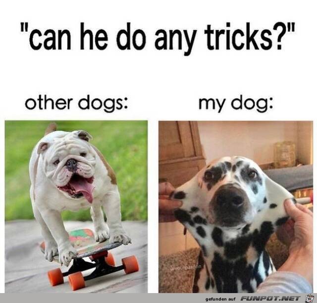 Kann dein Hund Tricks?