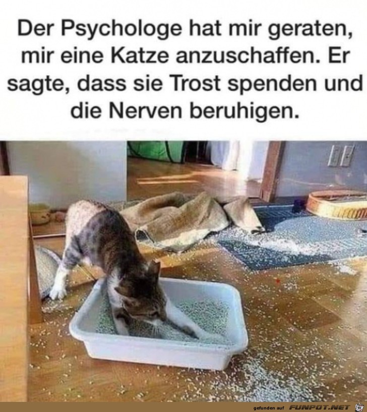 Eine Katze beruhigt nicht immer