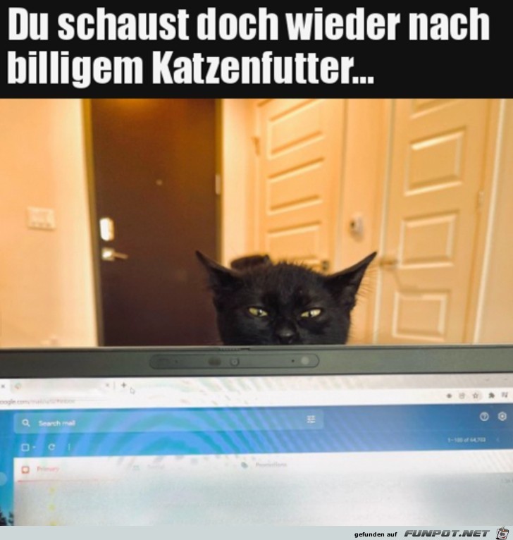 Katze ist skeptisch