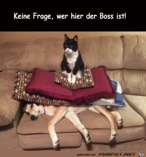 Katze ist der Boss