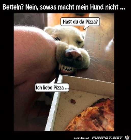 Hund bettelt gar nicht