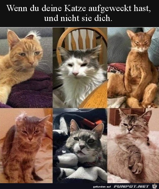 Katze wurde geweckt