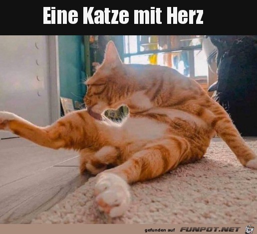 Katze mit Herz