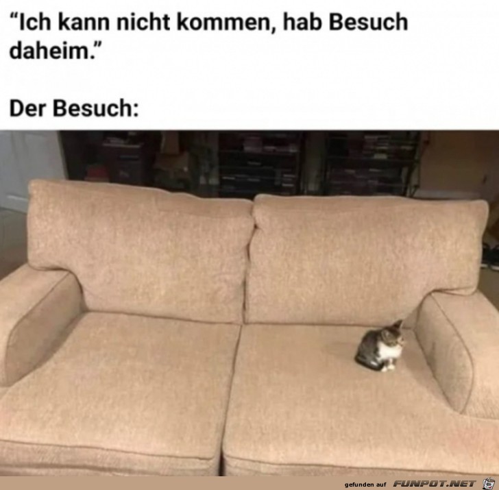 Kleine Katze zu Besuch