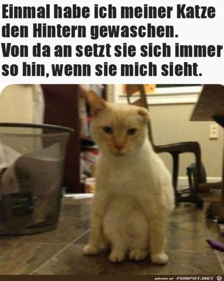 Katze sorgt vor