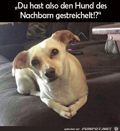 Verhr des Hundes