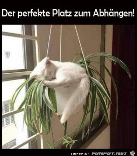 Super Platz fr die Katze