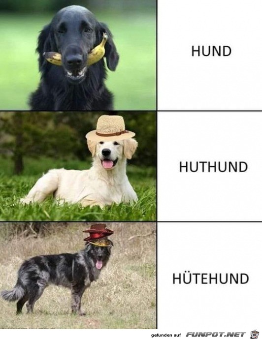 der Hund