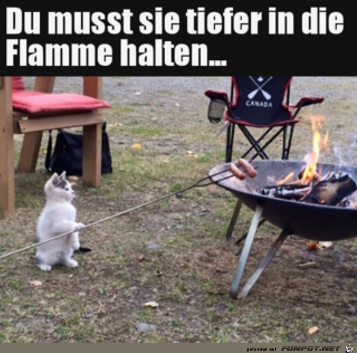 Katze am Grill