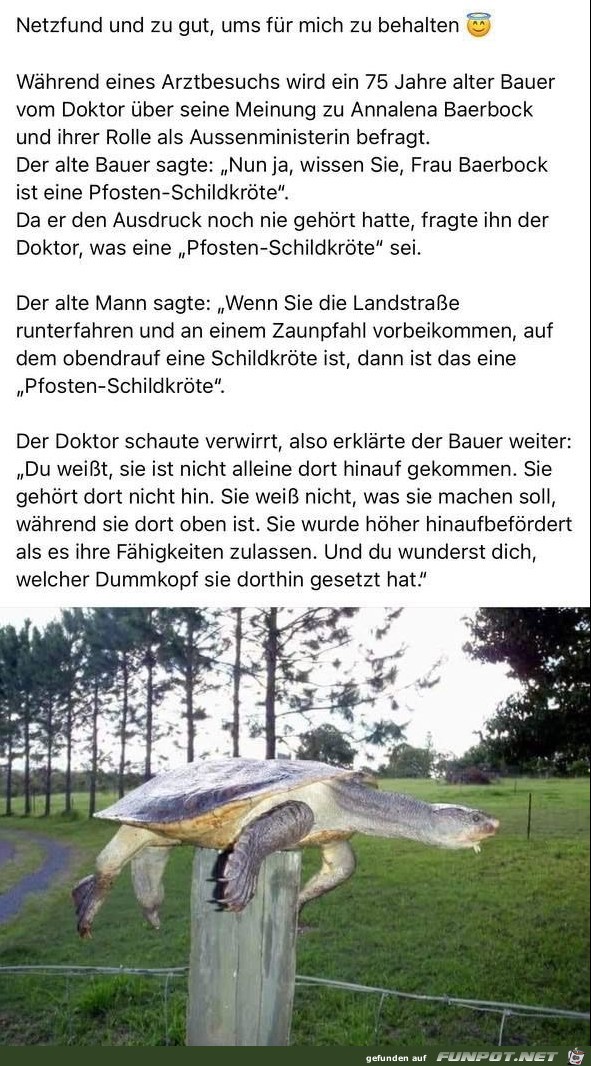 Die Pfosten-Schildkrte