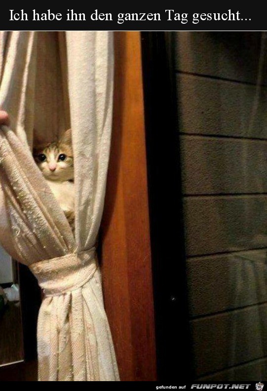 Katzen-Versteck