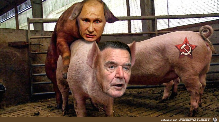 Schweine Schweine
